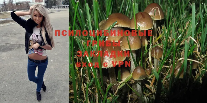 Псилоцибиновые грибы Psilocybine cubensis  Вышний Волочёк 